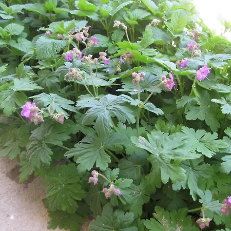 Panorama Apartament *