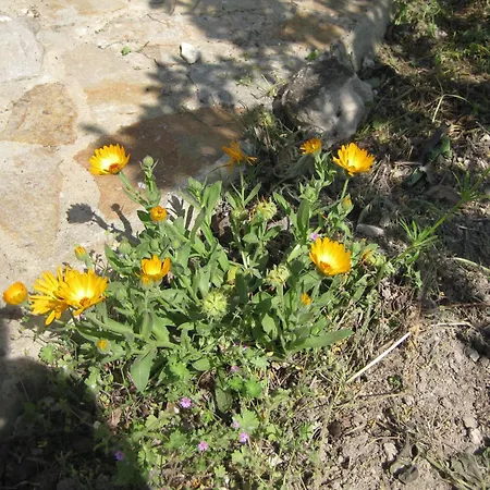 Panorama * Złote Piaski