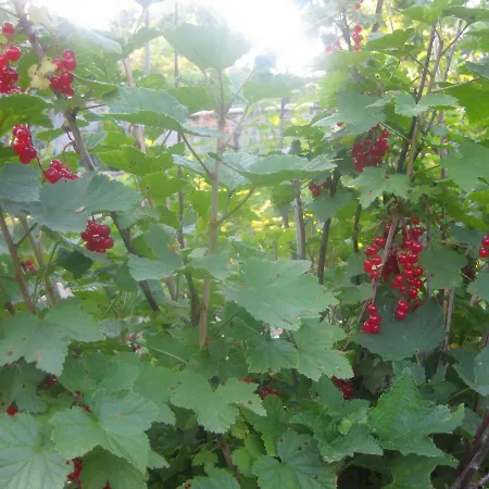 Panorama * Nisipurile de Aur