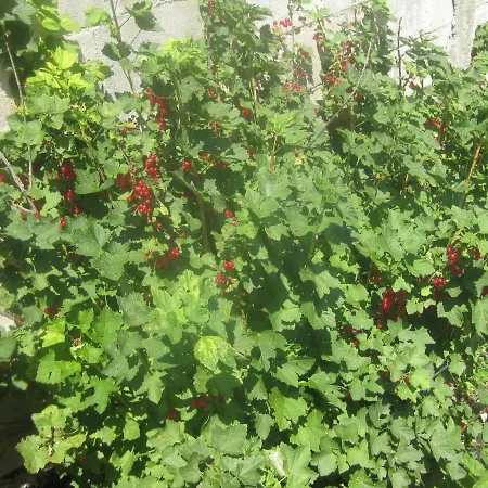 Panorama * Zlate písky