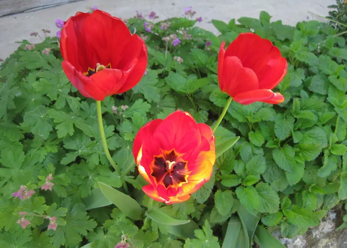 アパート Panorama *