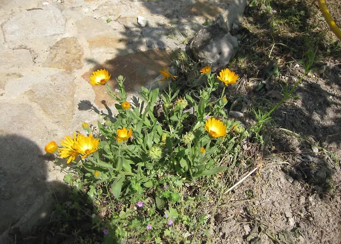 Panorama * ゴールデンサンド