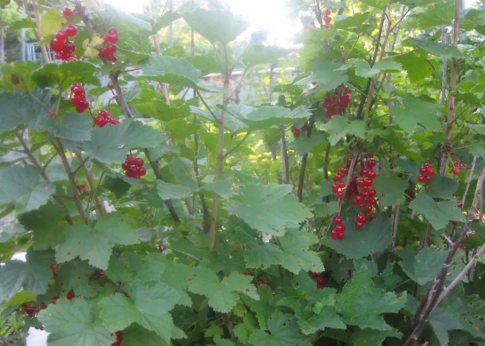 Panorama * ゴールデンサンド