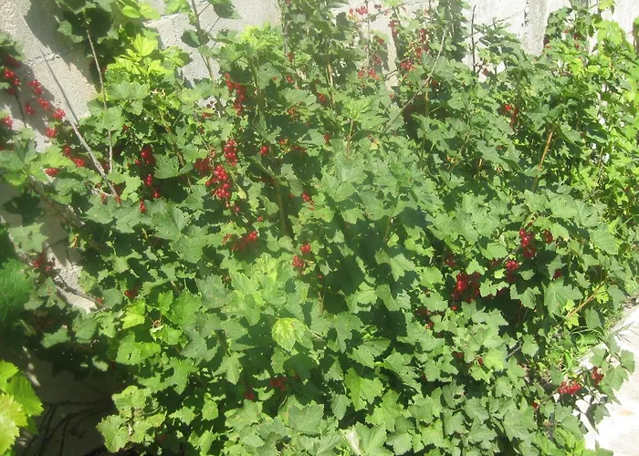 Panorama * ゴールデンサンド